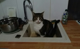 Vanya
