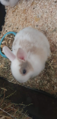 Akajou