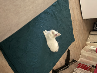 Yuki