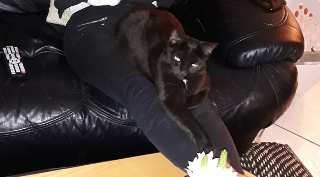 Lila