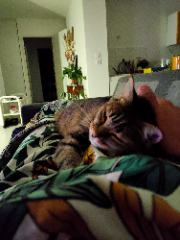 Lyra