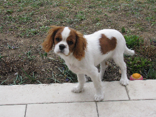 Shana
