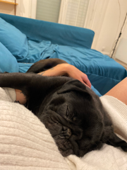 Süki