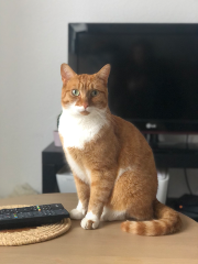 Ginger