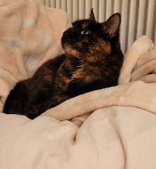 Minette