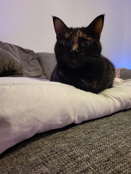 Kitty