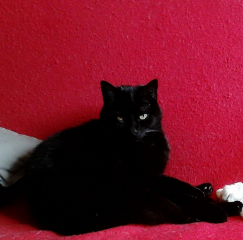 Cachou