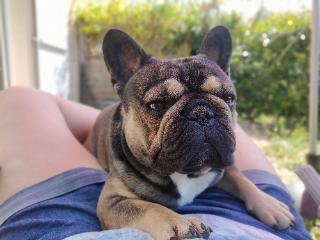Baloo