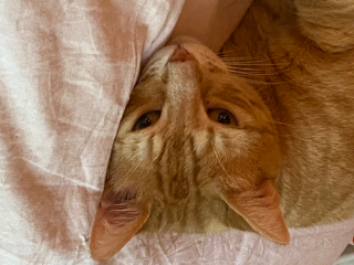 Ludwig