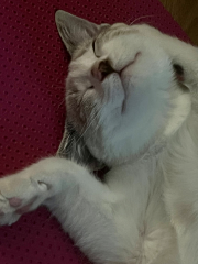 Yuki