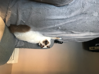Simba