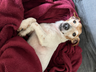 Milo