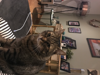 Oscar