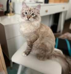 Mimi / Mozart