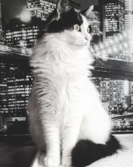 Maïa