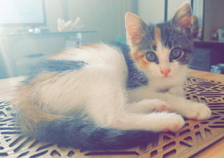 Kira