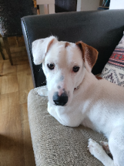Rosko