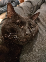 Bisouille