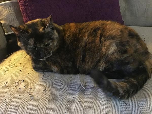 Minette
