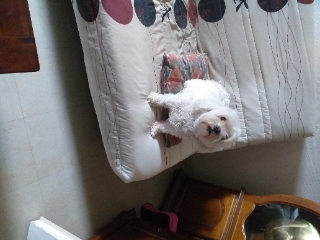 Igor