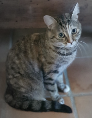 Pouchi