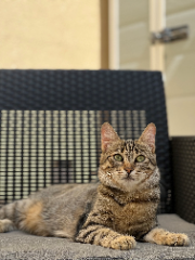 Sabah