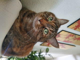 Suki