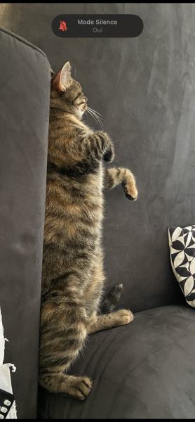 Minette