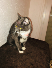 LECHAT