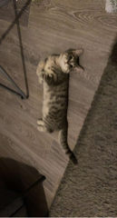 Shadow