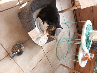 Minette