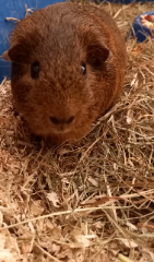 nugget