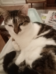 CHOUCHOU
