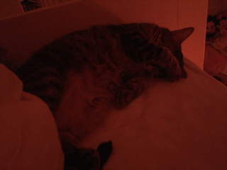 Noisette