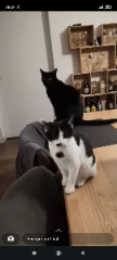 Miou-Miou