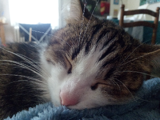 Chouchou