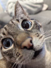 Poes