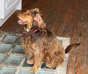 Praline