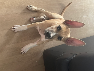 Taz