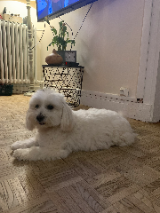 Maya