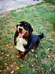 Narko