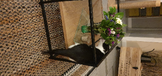 oreo