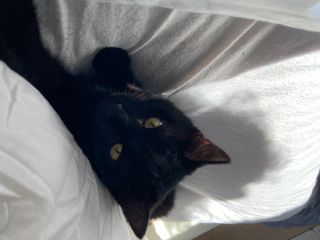 Mimou