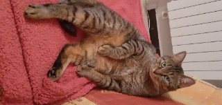 Jumpy