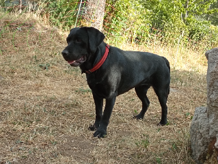 Nala