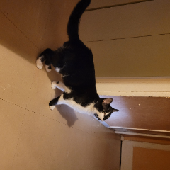 Patapon