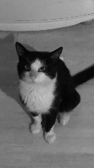 Felix