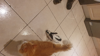 Simba