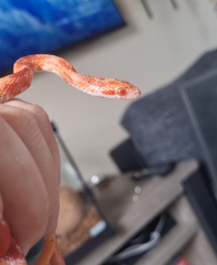 Snake