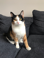 Rajah
